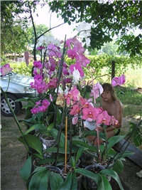 09726129-ORHIDEJE 017.jpg